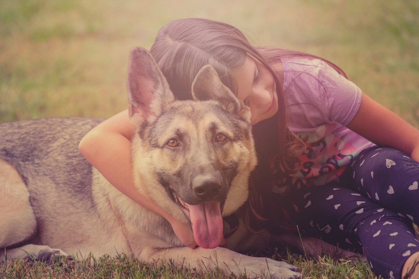 Study sheds light on how dogs recognize their favorite toys