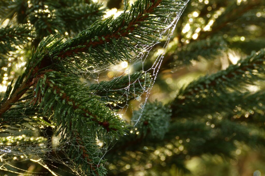 spider web Christmas tradition